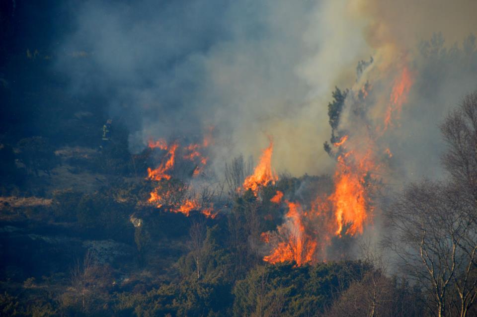 Skogbrann Vestli førre