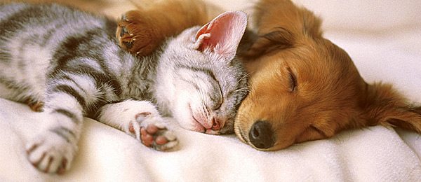 Katt og hund