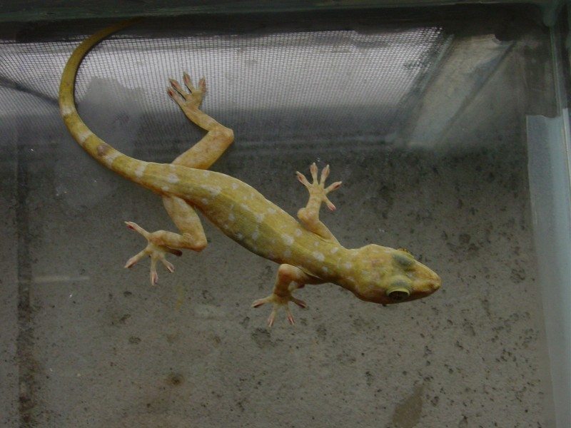 Gekko