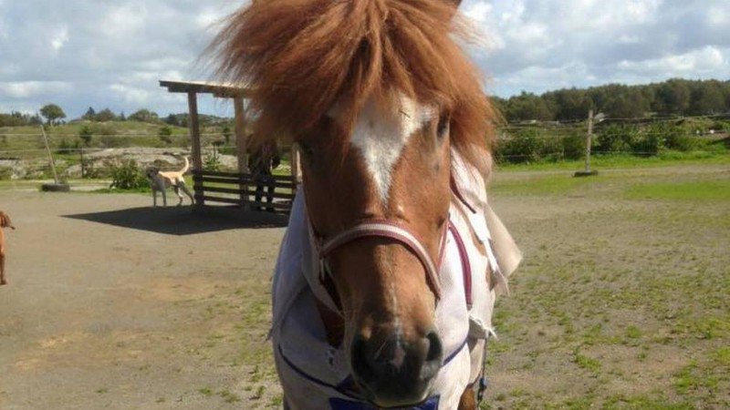 Viksemarka Hestegård