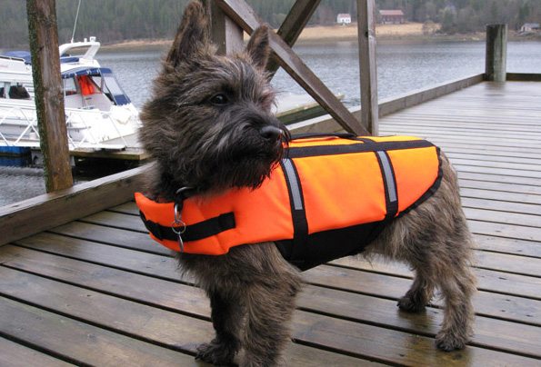 Hund med redningsvest