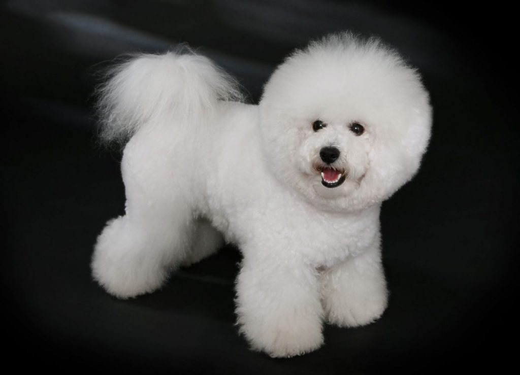 Bichon Frisé