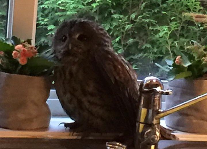 ugle på kjokkenet cissel Alendal