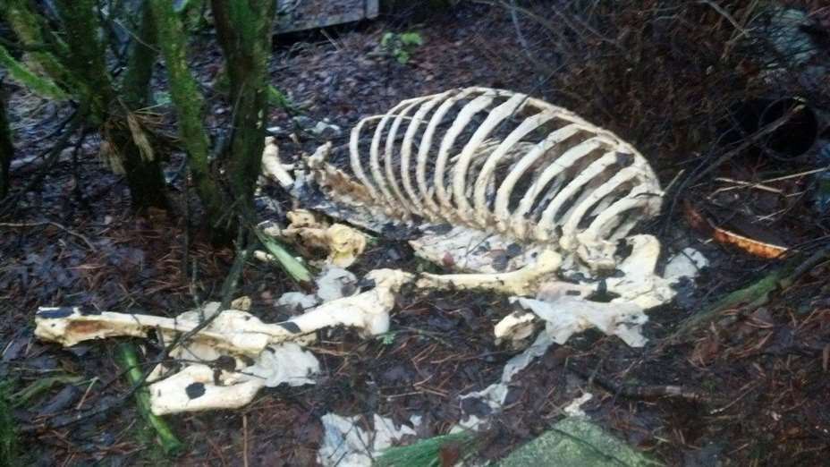 Dumper hjort i Sveio. Foto: Eirin Mathinussen